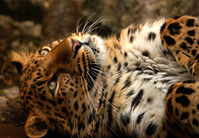 Edinburgh Zoo Leopard - photo by Kelly Robinson